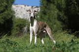 WHIPPET 070